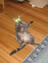 INAPPROPRIATE LASERS.JPG